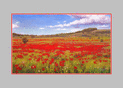 Champ de coquelicots sous un ciel d'&eacute;t&eacute;
